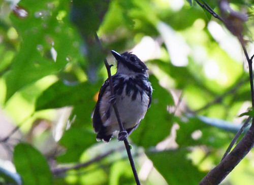 Dot-backed Antbird (Hylophylax punctulatus)