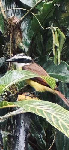 Great Kiskadee