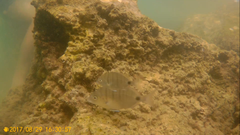 Diplodus