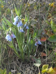 Mertensia lanceolata