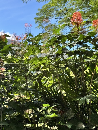Clerodendrum observed 2026-08-06
