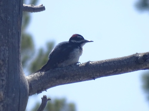 iNaturalist observation photo of Hairy Woodpecker