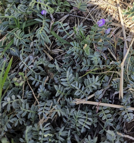 small-flowered milkvetch
