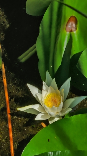 European White Waterlily