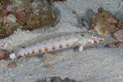 Parapercis clathrata