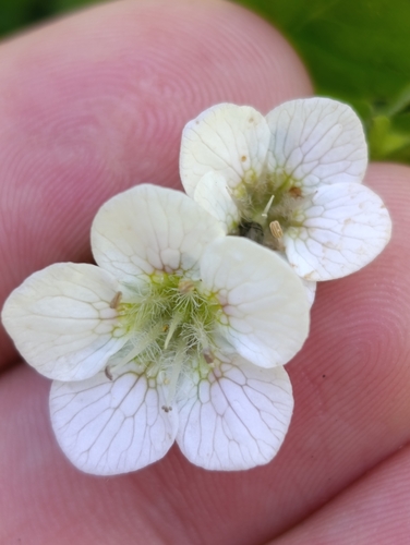 Phacelia platycarpa, 2026-08-09