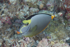 Orangespine Unicornfish photo 3