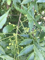Pistacia chinensis