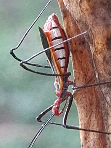 Pisilus tipuliformis