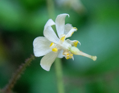 Vancouveria planipetala