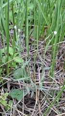 Epilobium obscurum