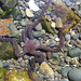 Mottled Brittle Star - Photo no rights reserved, uploaded by Jaco Grundling