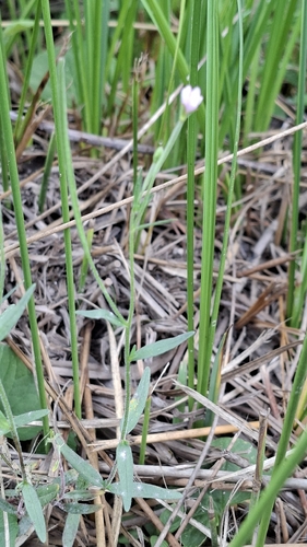 Epilobium obscurum, photograph 2
