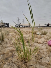 Panicum antidotale