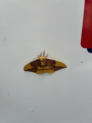 Imperial Moth