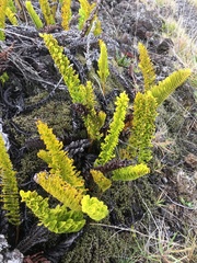 Polypodium pellucidum