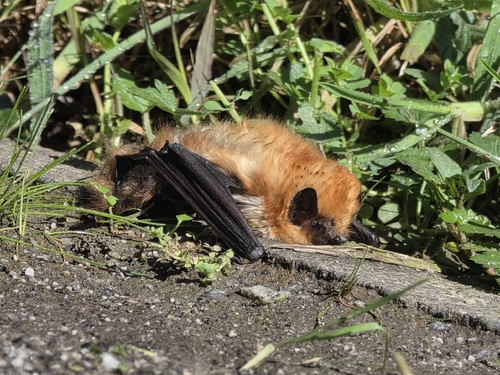 Cinnamon Red Bat