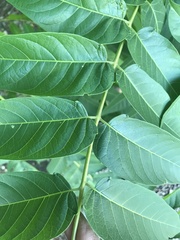 Ailanthus altissima