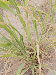 Panicum antidotale