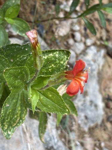 Erythranthe verbenacea, photograph 5