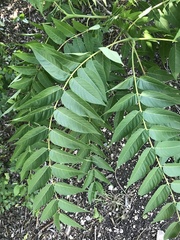 Ailanthus altissima