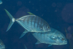 Ferdauia ferdau