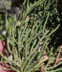 Juniperus grandis