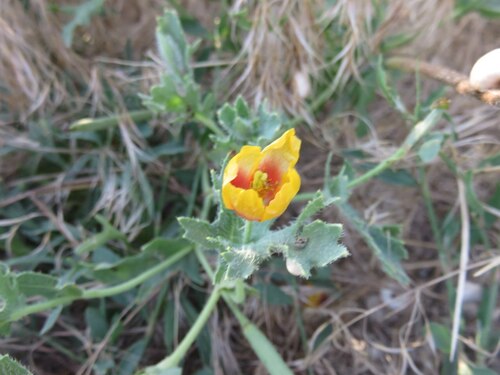 Glaucium corniculatum, photograph 4