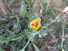 Glaucium corniculatum, photograph (c) Se Lena, some rights reserved (CC BY)