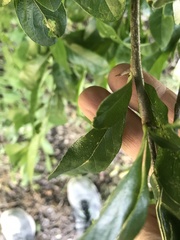 Sideroxylon lanuginosum