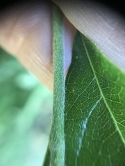 Sideroxylon lanuginosum