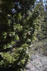 Juniperus grandis