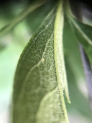 Sideroxylon lanuginosum