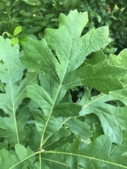 Quercus macrocarpa