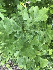 Quercus macrocarpa