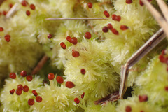 Sphagnum strictum