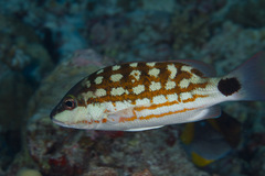 Lutjanus decussatus