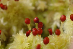 Sphagnum strictum