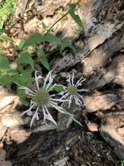 Monarda russeliana