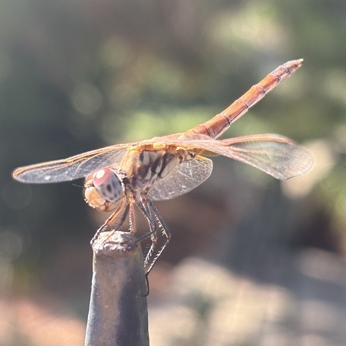 Violet Dropwing
