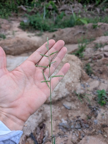 Eriochloa punctata observed 2026-08-03
