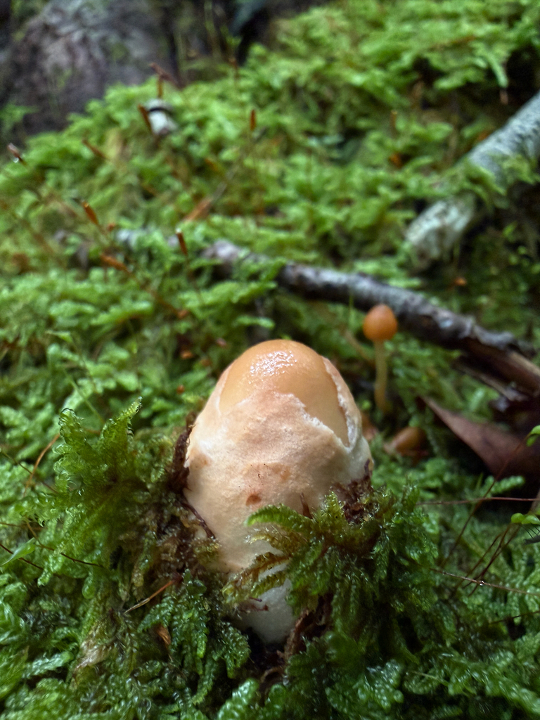 Tawny Grisette · August 2026 · photo: Photo: (c) Nat Gorka, some rights reserved (CC BY) · iNaturalist