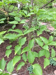 Cornus kousa