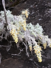 Artemisia mauiensis
