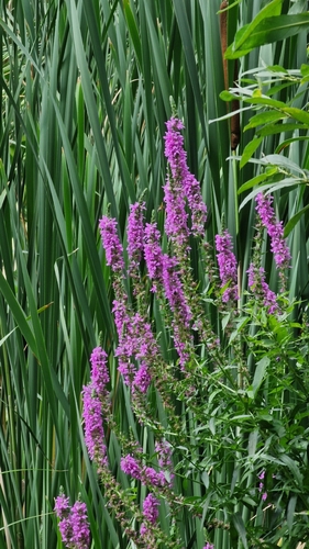purple loosestrife