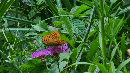 Silver-washed Fritillary