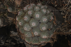 Mammillaria scrippsiana