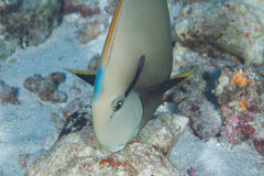 Acanthurus nigricauda