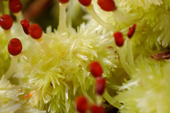 Sphagnum strictum