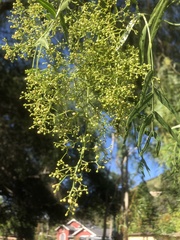 Schinus molle